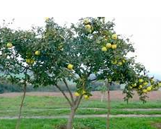 arbol de membrillo